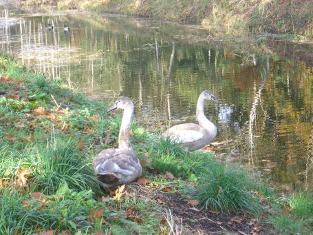 Griendtsveen : Lavendellan, zwei Schneegänse ( Anser caerulescens ), die Jungtiere haben noch graue Schnäbel und graue Füße.